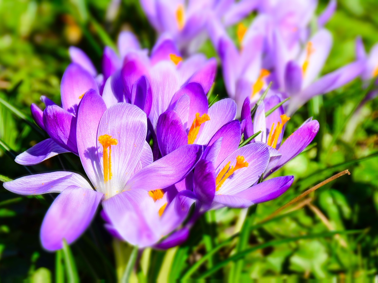 Image - flowers crocus spring purple