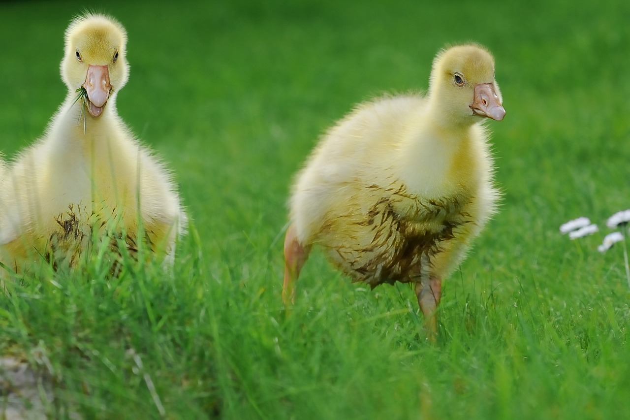 Image - animal goose poultry nature meadow