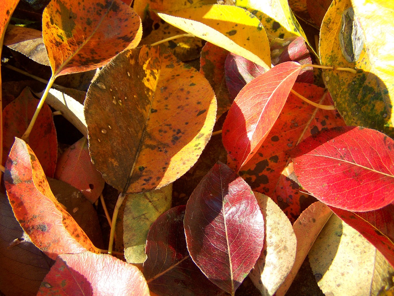 Image - fallen colored leaves autumn avar