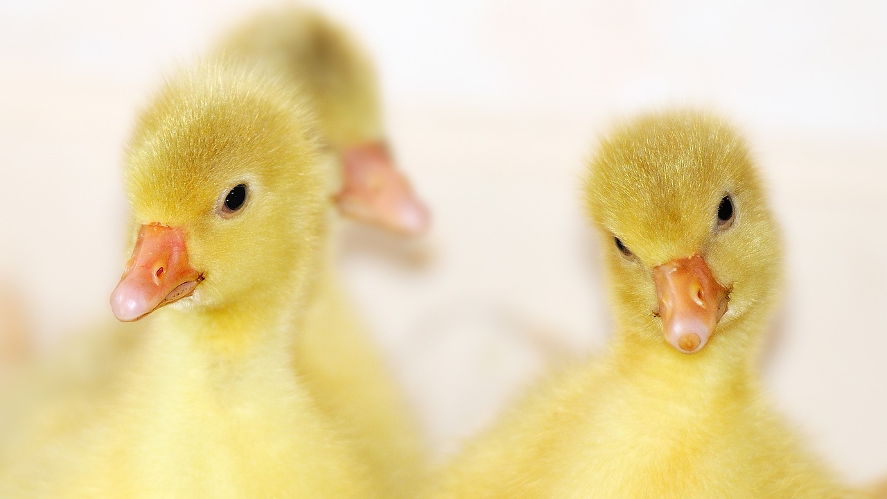 Image - animal goose bird poultry gander