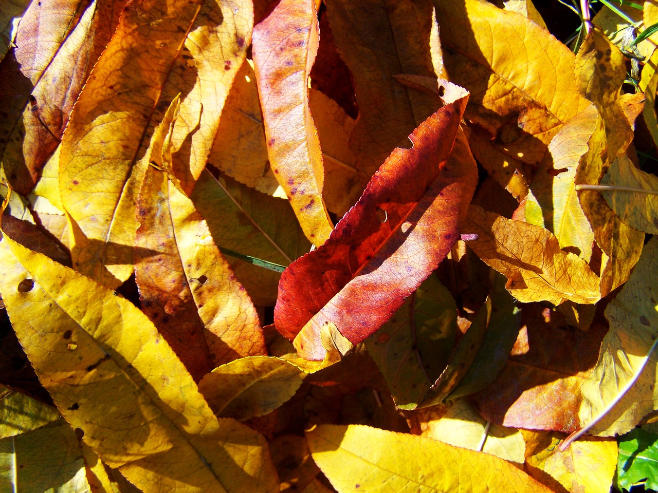 Image - fallen colored leaves autumn avar