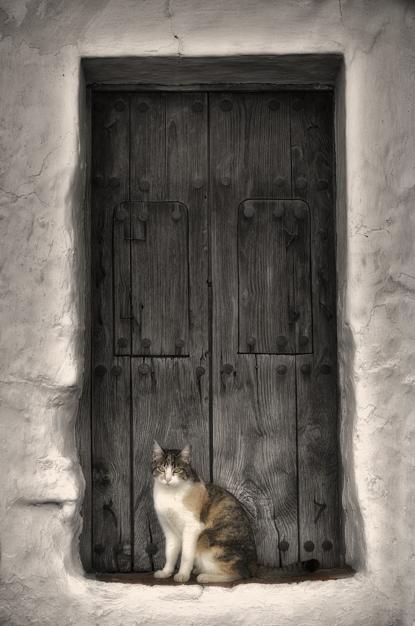 Image - cat animal home mammal door