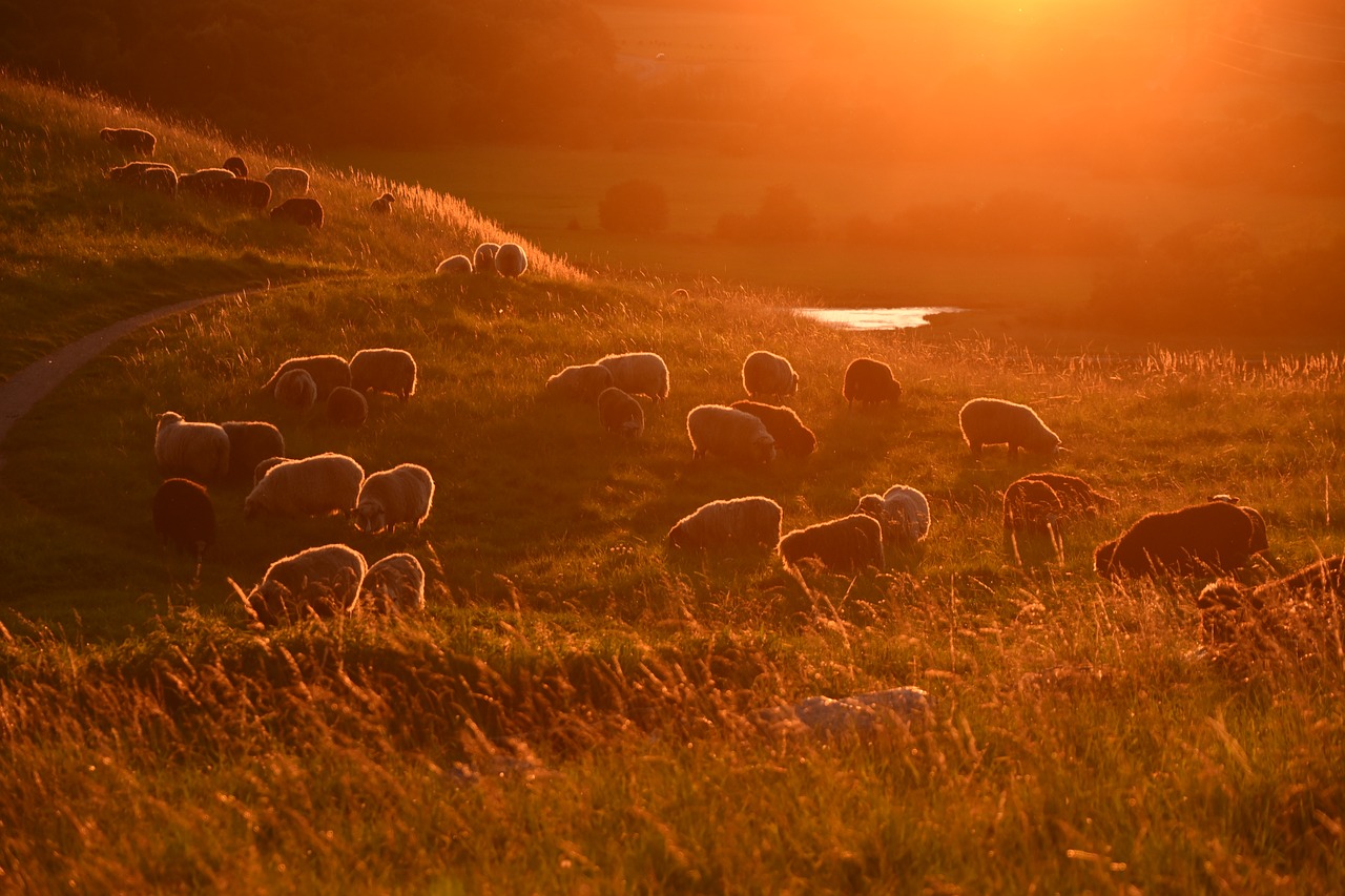 Image - sunset sheep livestock landscape