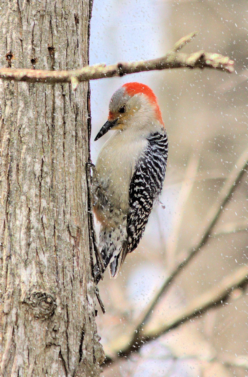 Image - woodpecker red bellied snow tree