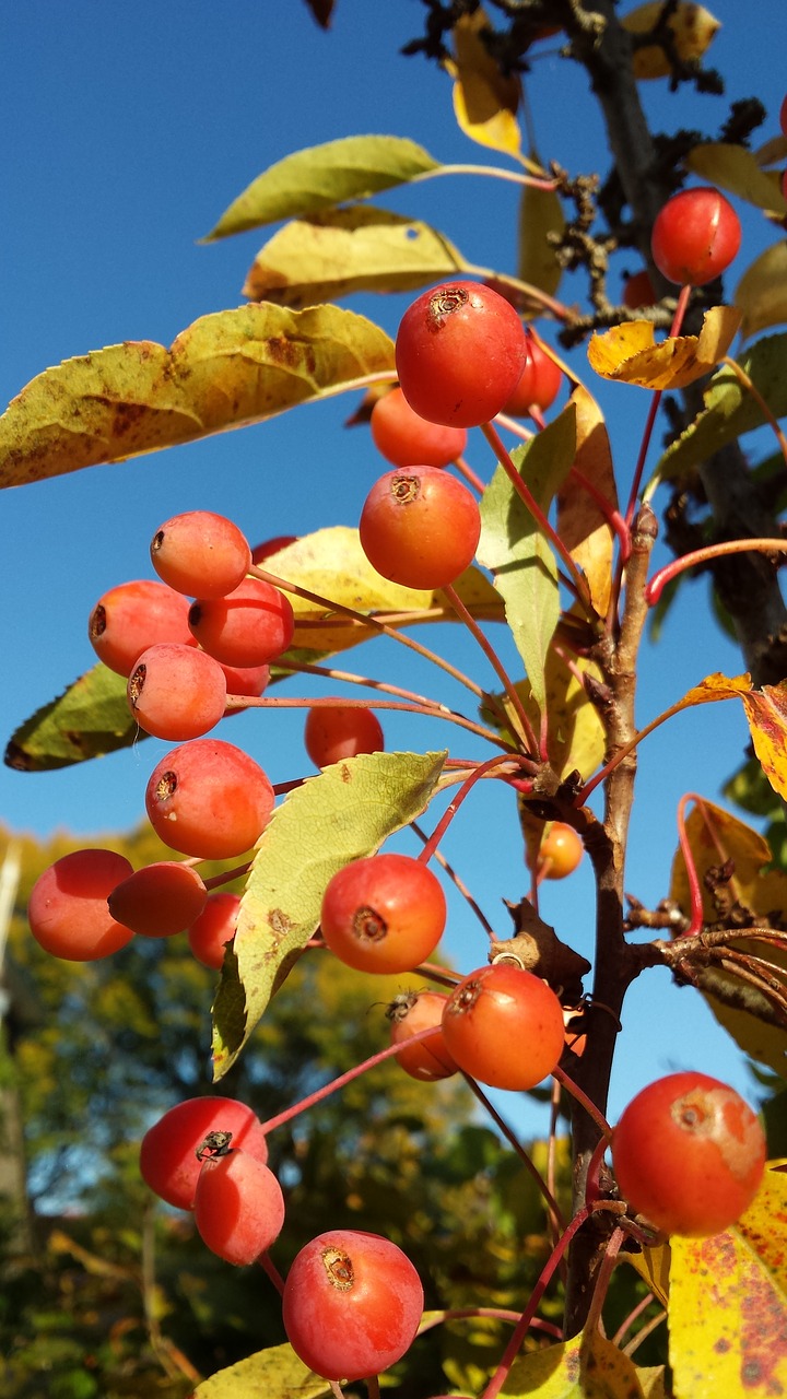 Image - ornamental apple malus autumn