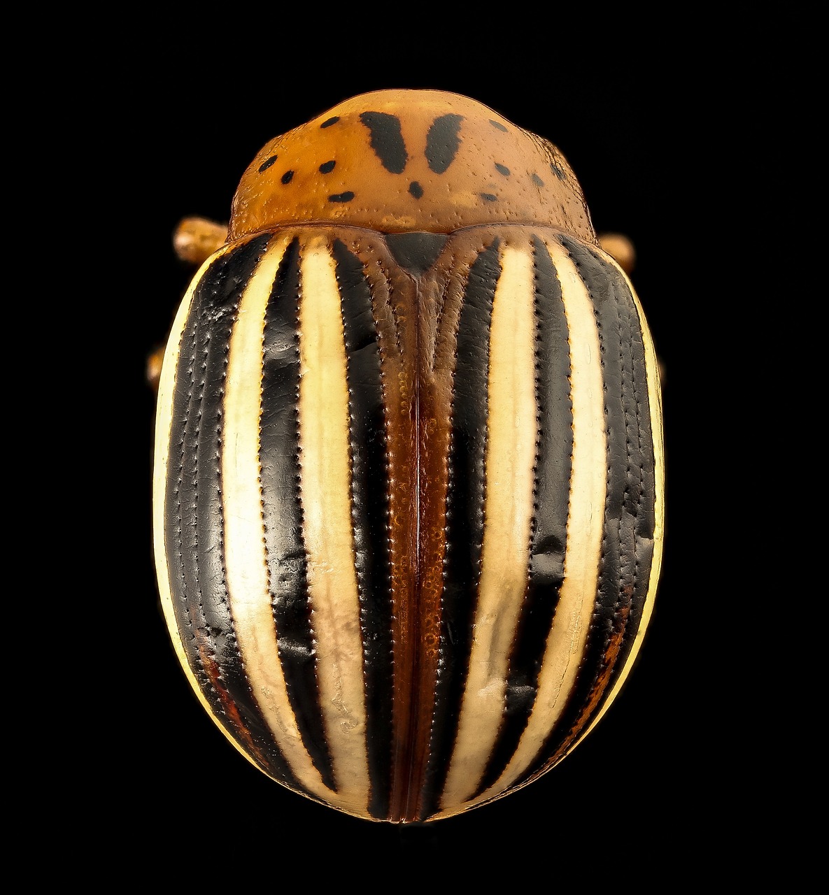 Image - false potato beetle insect macro