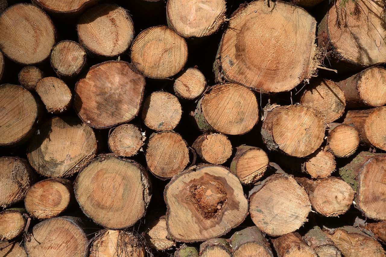 Image - tree trunks timber timber industry