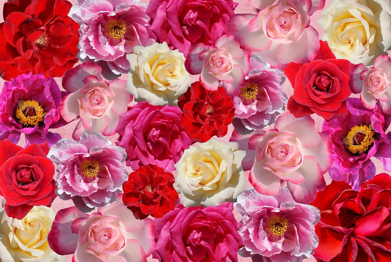 Image - roses flowers love red pink