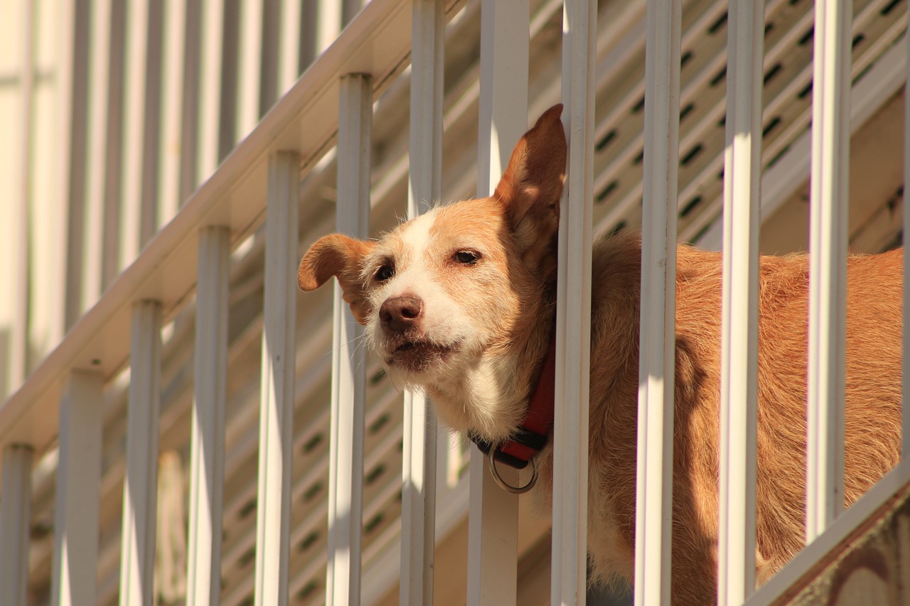 Image - dog peek communicate balcony pet