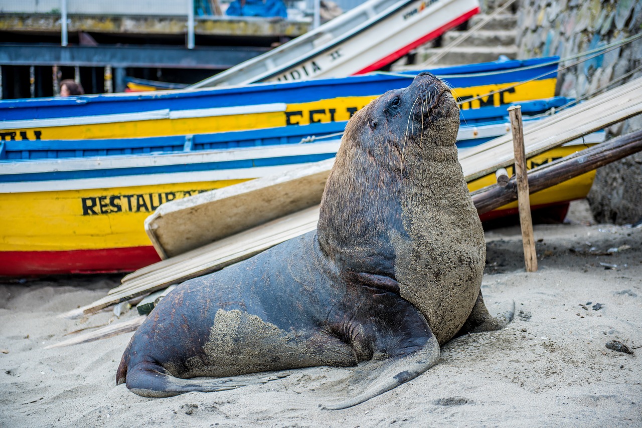 Image - sea wolf animal ocean water sea