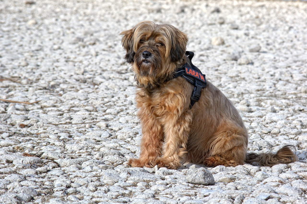 Image - dog tibetan terrier sitting profile