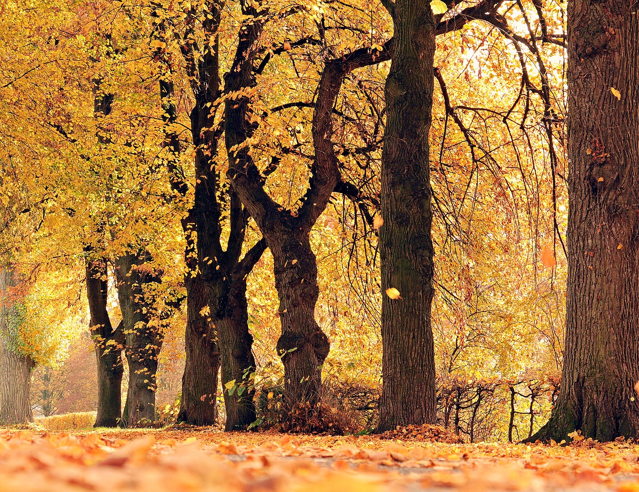 Image - trees avenue autumn away mood