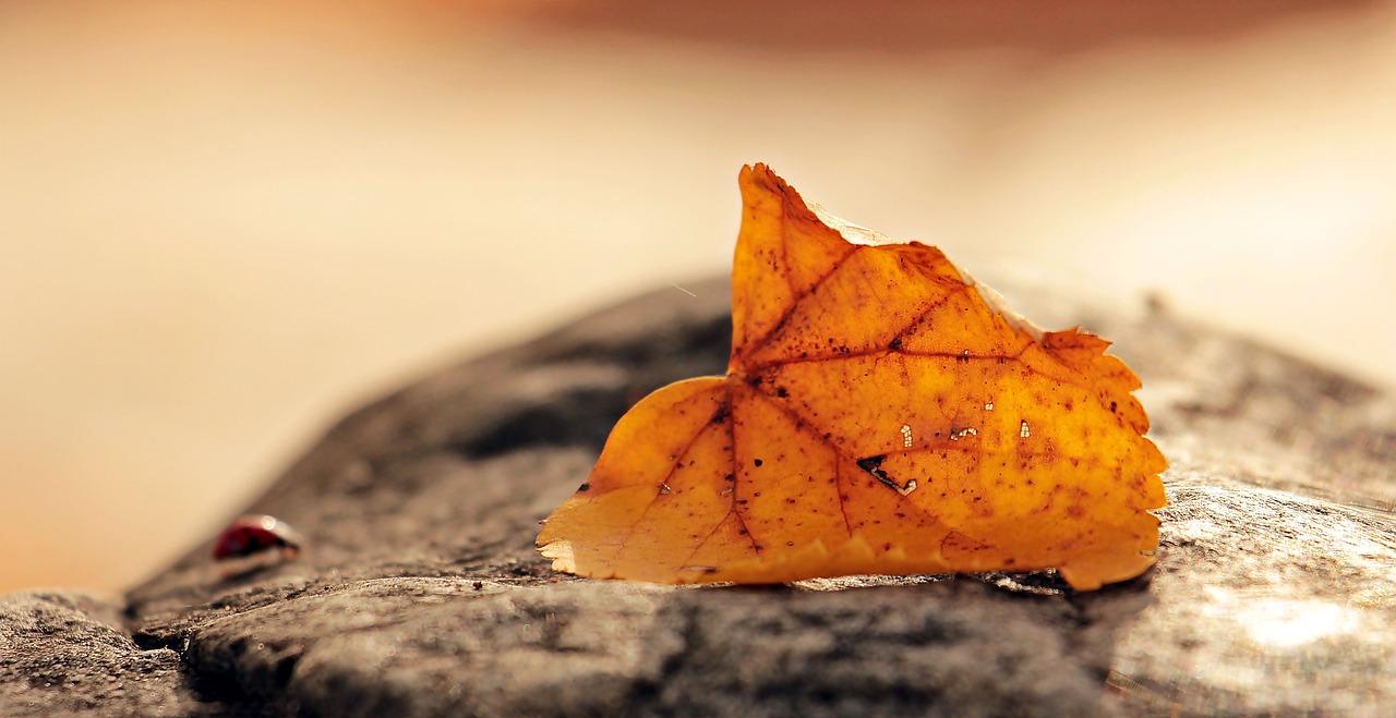 Image - ladybug leaves foliage leaf insect