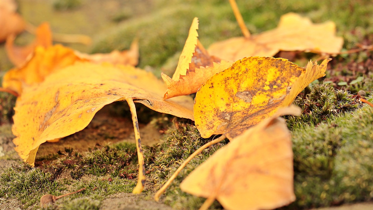 Image - fall leaves autumn mood leaves