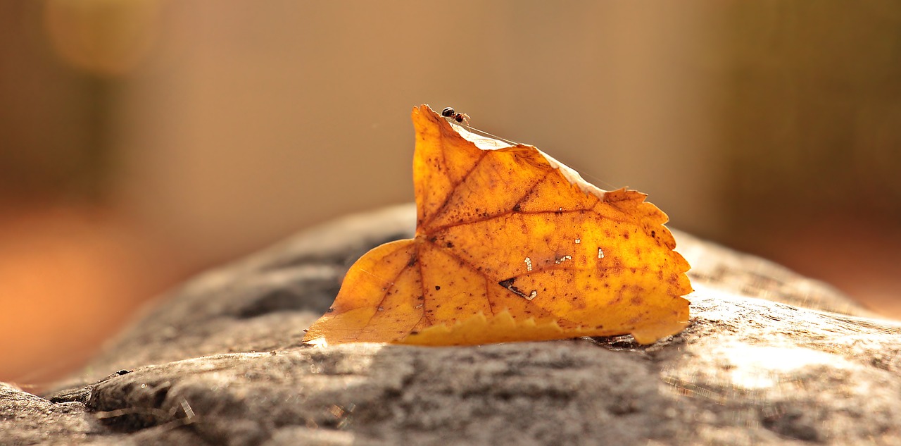 Image - ant leaves foliage leaf insect