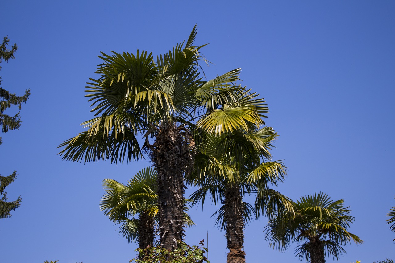 Image - palm trees sky plant partly cloudy