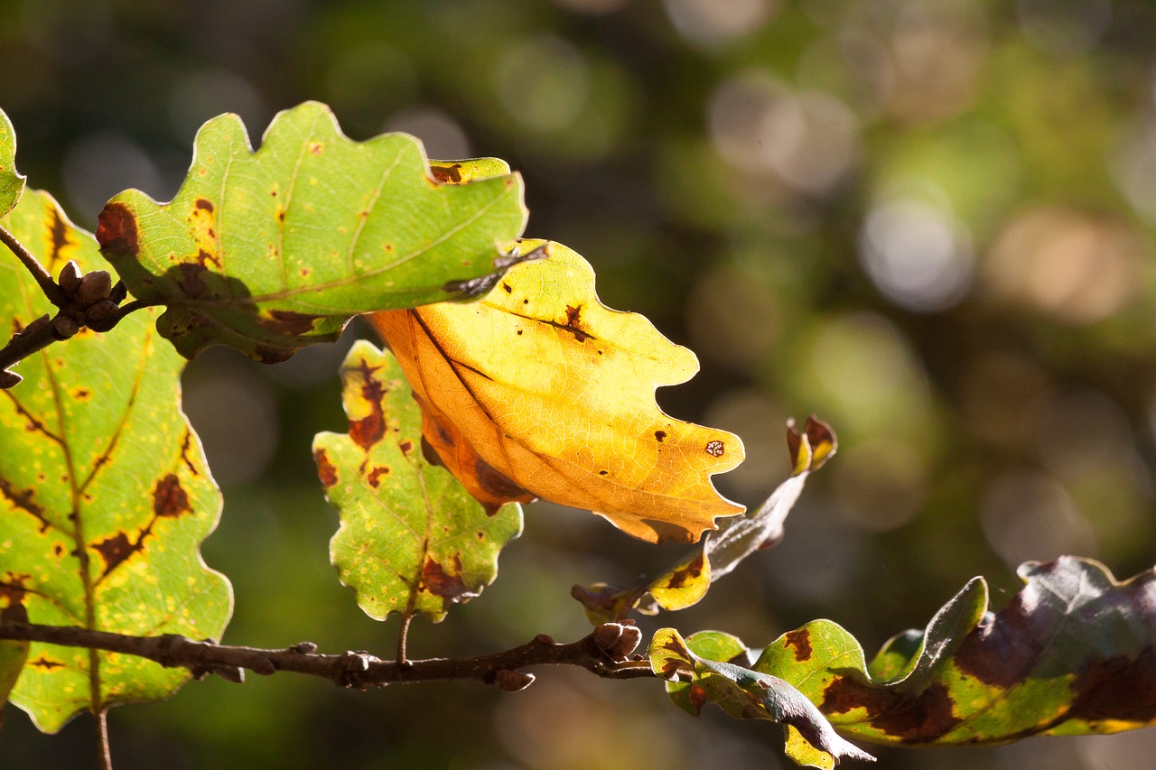 Image - leaf oak leaf leaves autumn oak