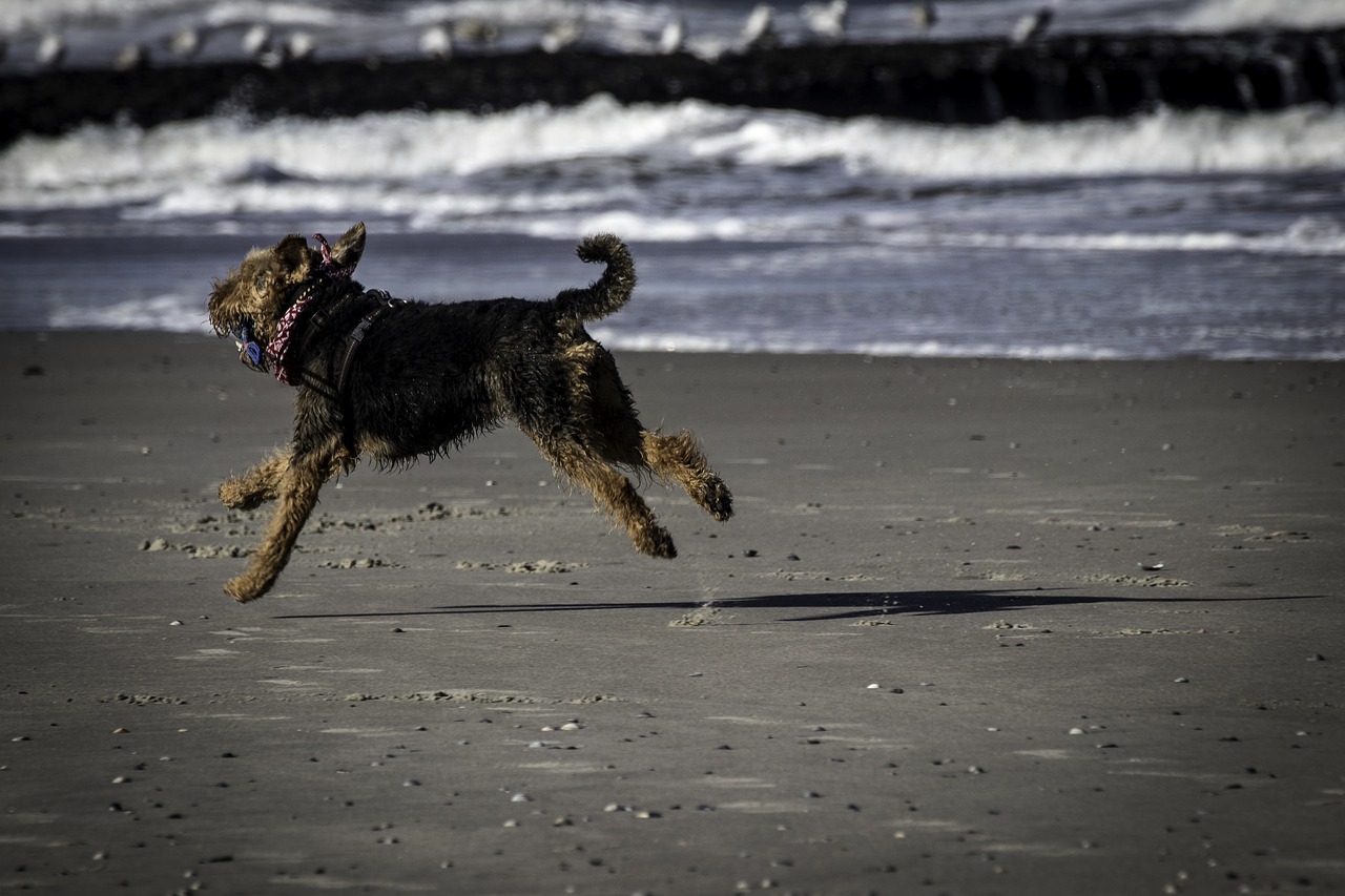 Image - dog sea beach dog on beach fun