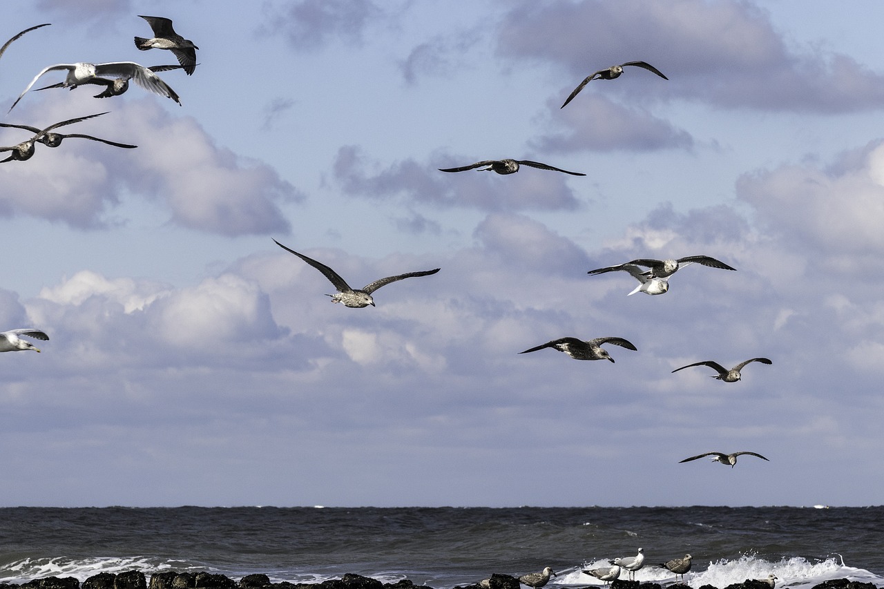 Image - gulls nature bird fly sea sky