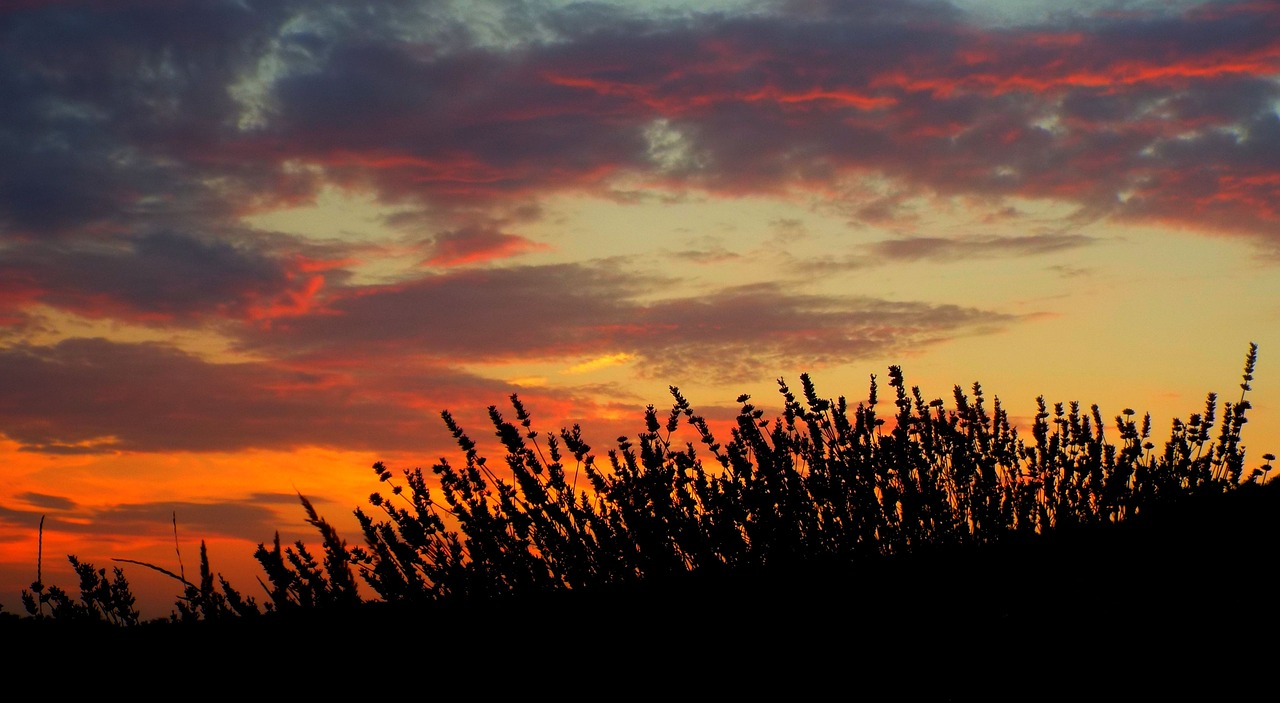 Image - lavender sunset red plant grass