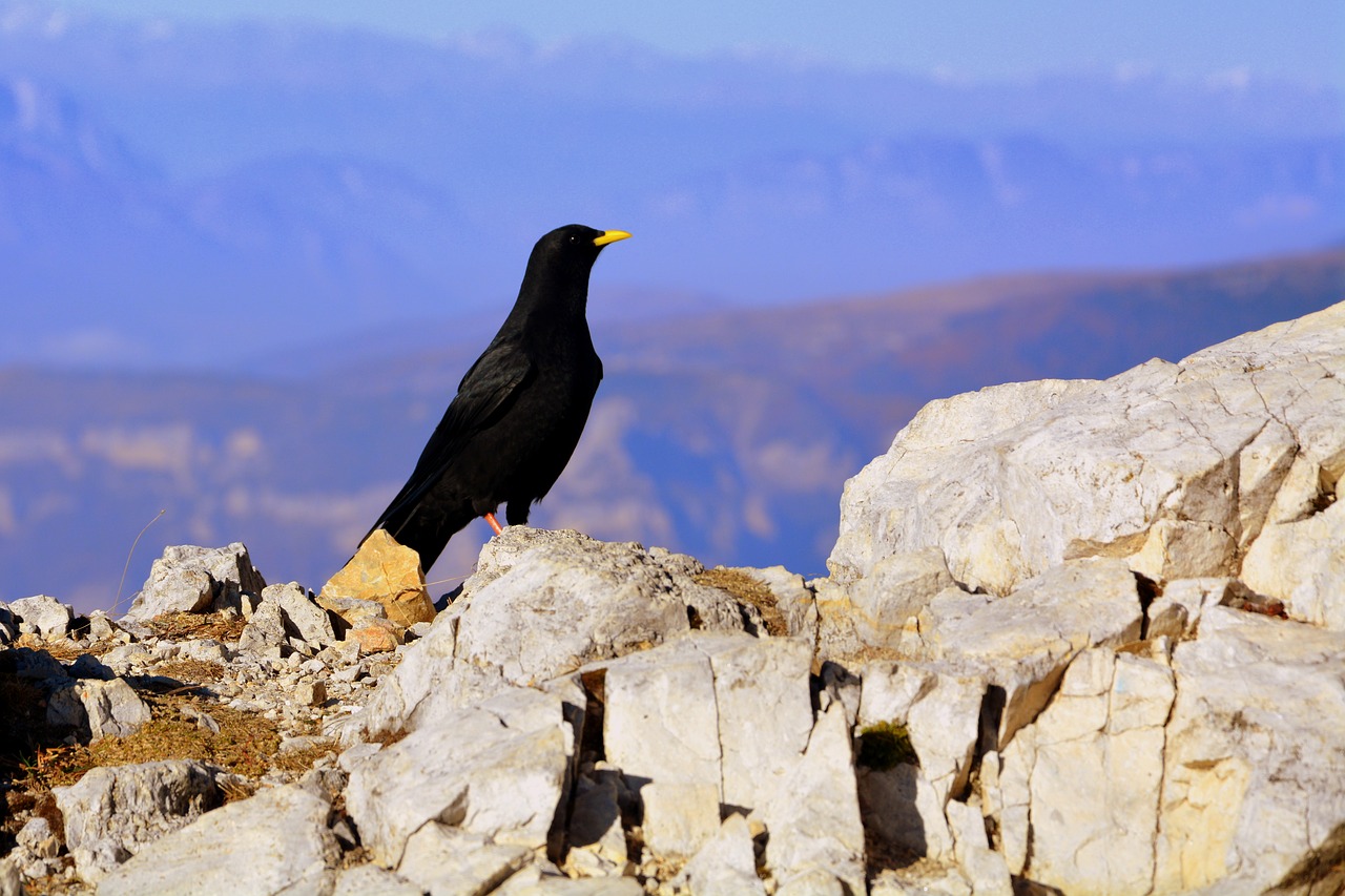 Image - merlo bird mountain rock beak