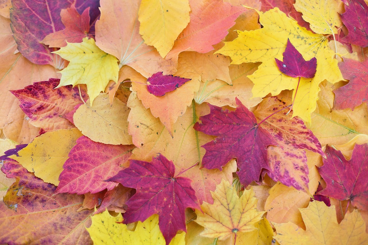 Image - autumn leaves colorful leaves