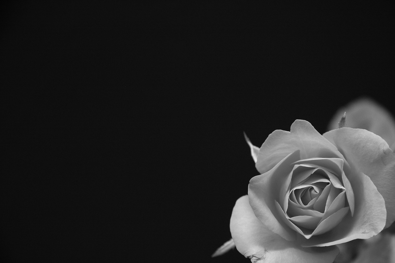 Image - rose flower black grey