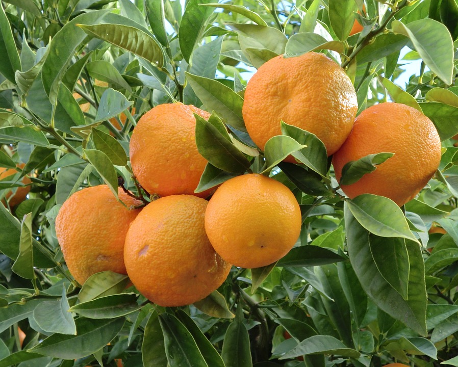 Image - food fruit orange orange apple