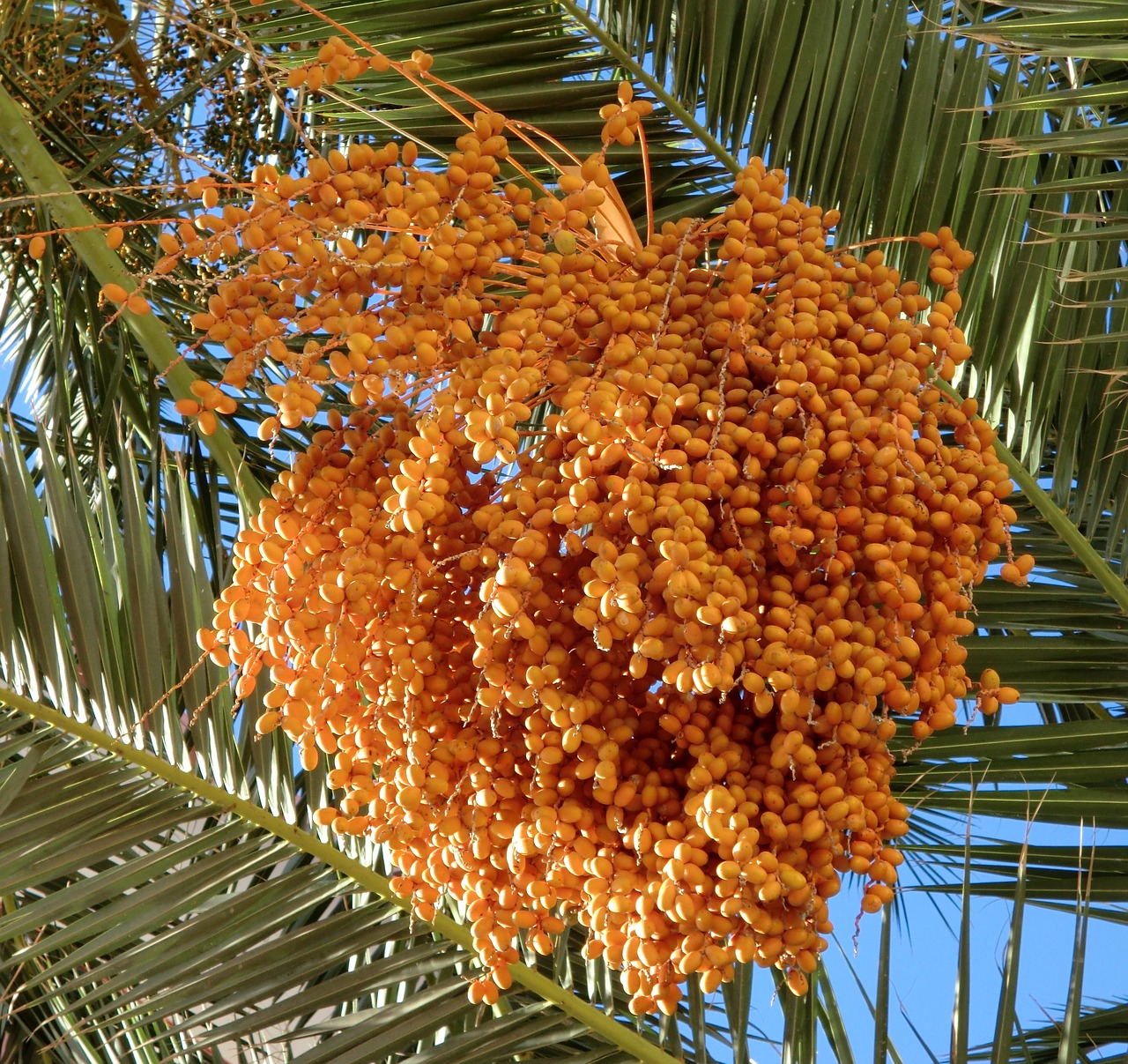 Image - food dates palm tree orange