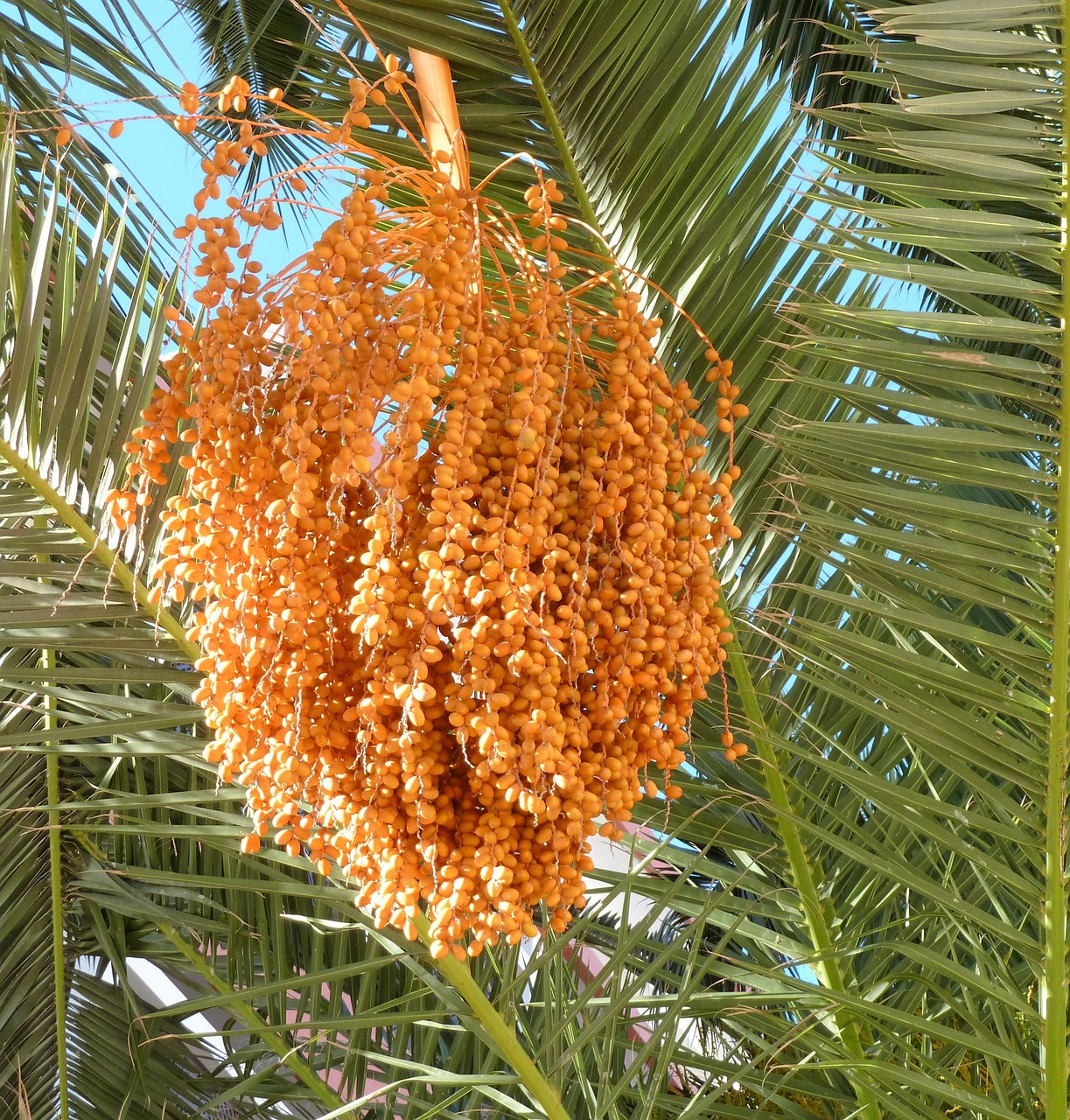 Image - fruits dates orange palm tree