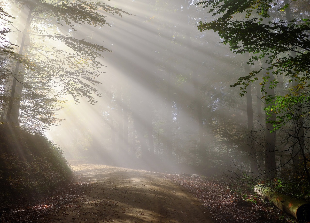 Image - rise morning fog sunbeam forest