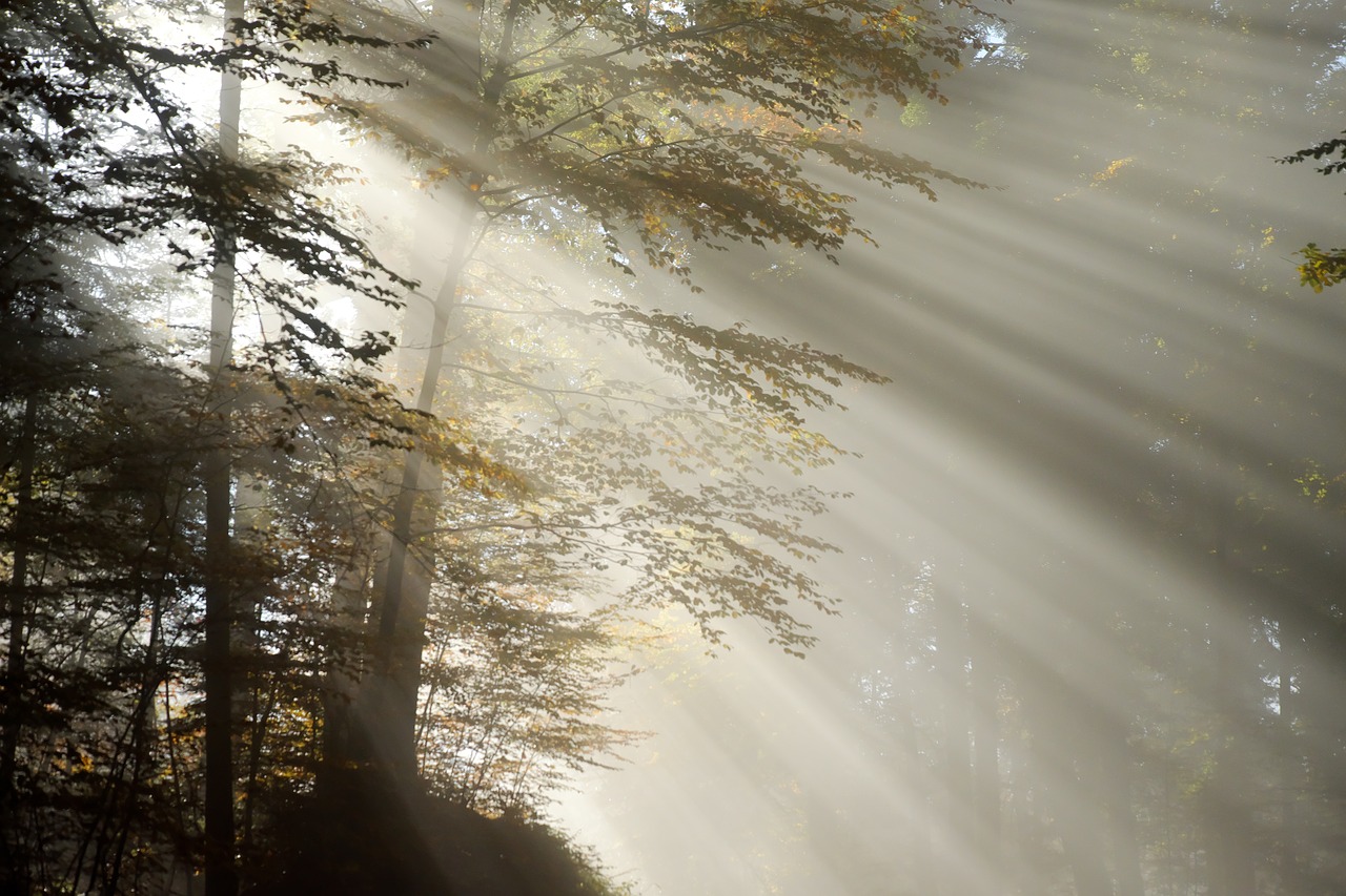 Image - rise morning fog sunbeam striped