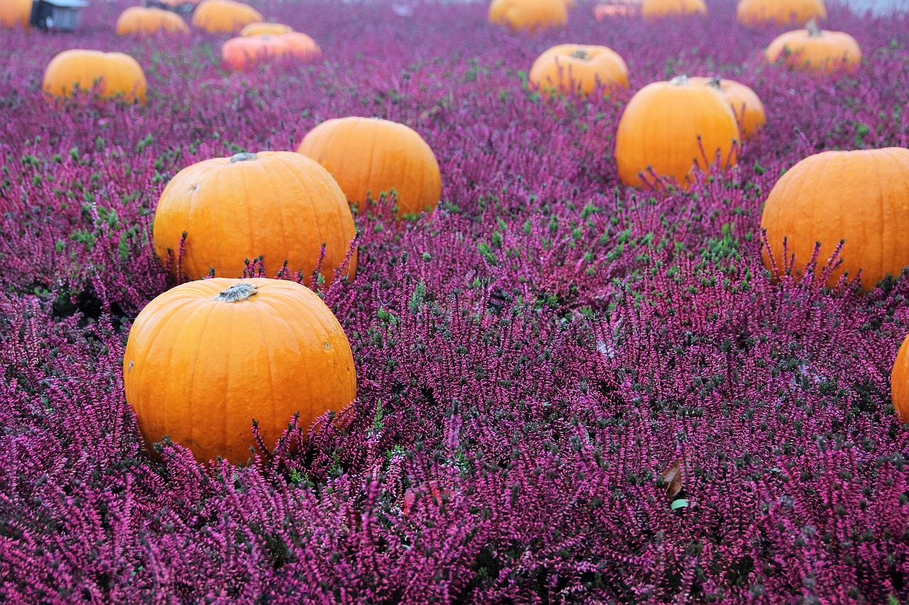 Image - autumn flowers herbstdeko autumn