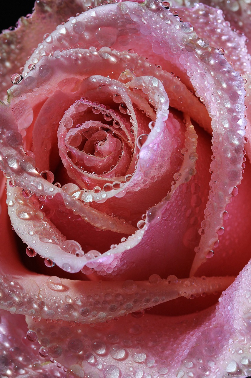 Image - rose pink red flower blossom