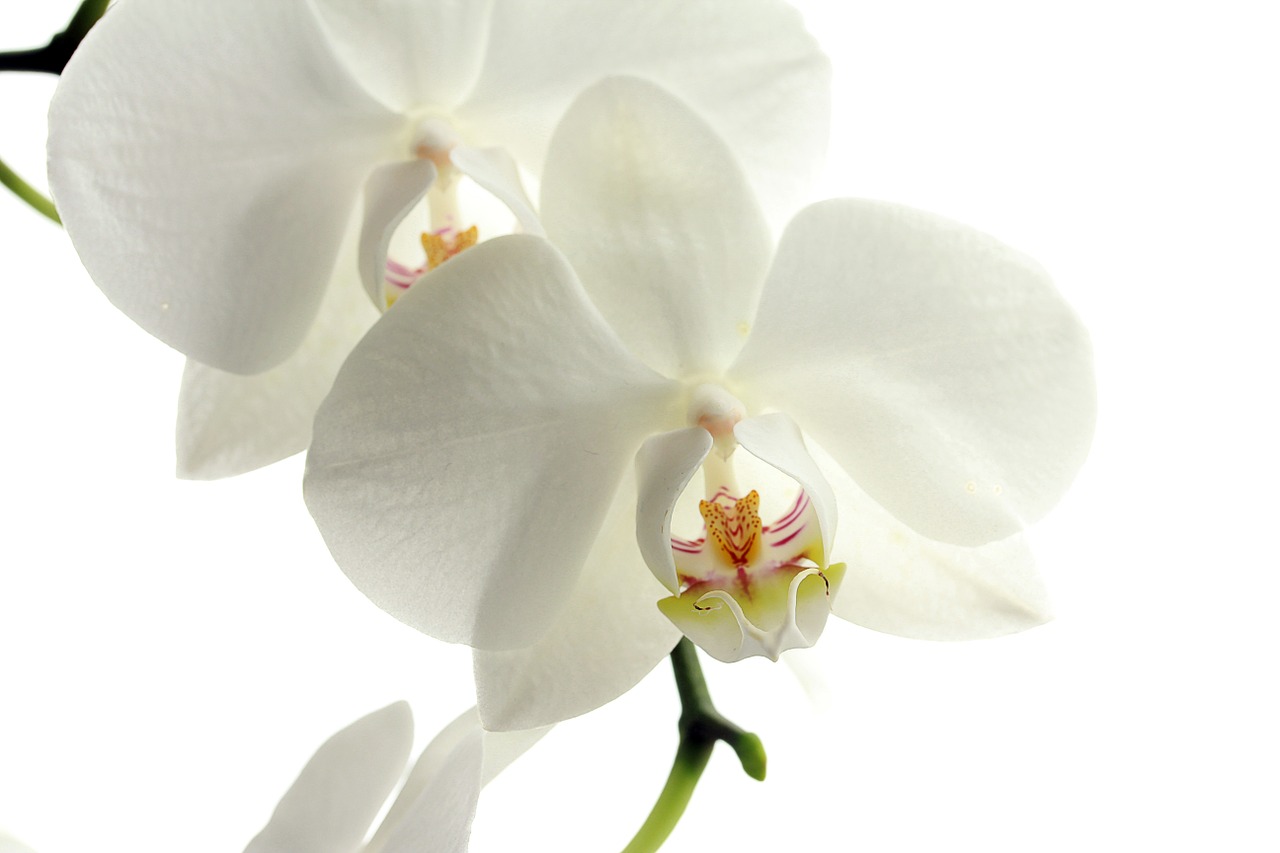 Image - flower flowers nature plant orchid