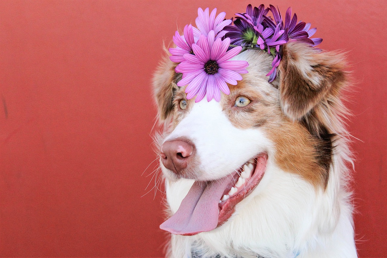 Image - dogs red purple spring summer