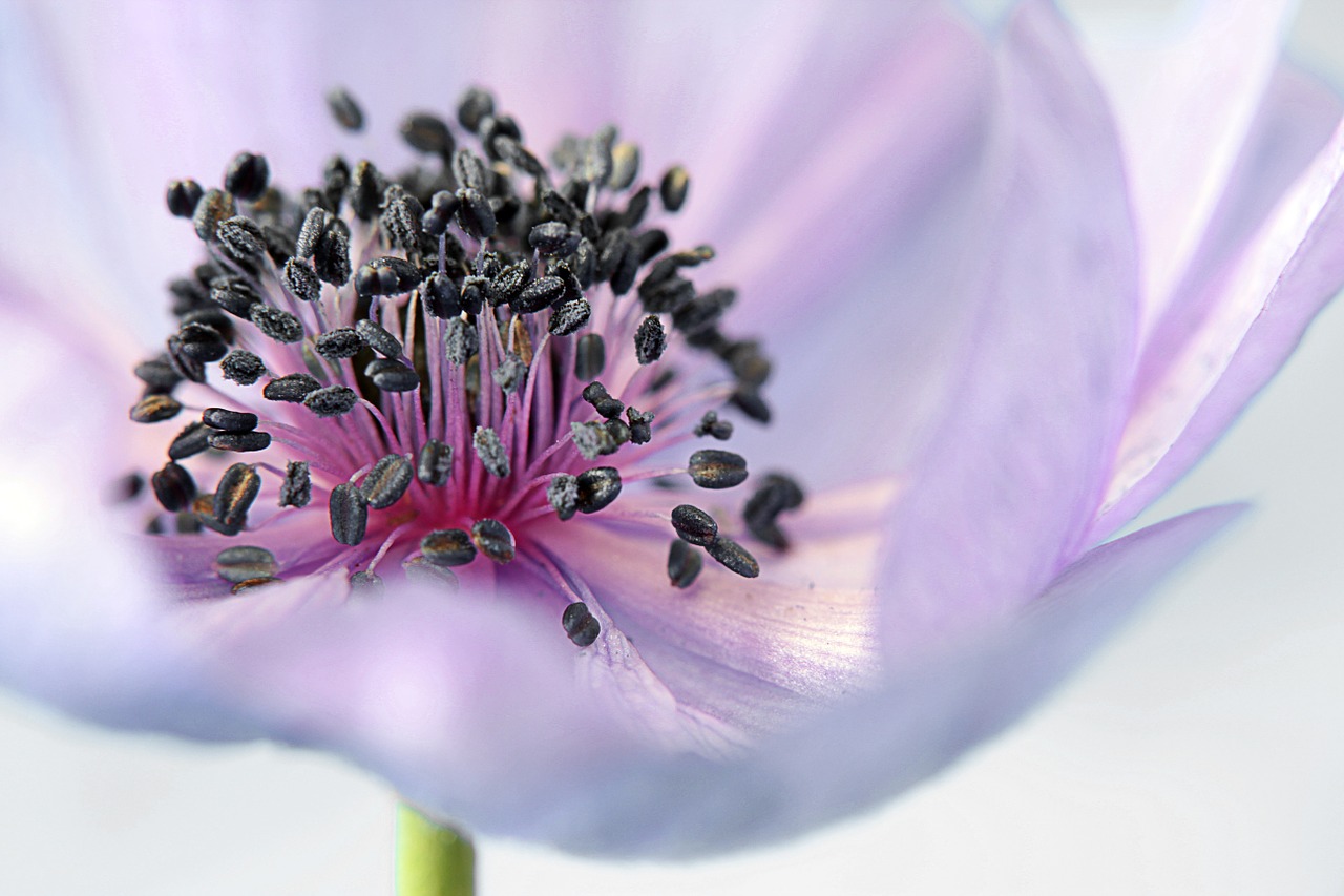 Image - anemone flower blossom bloom