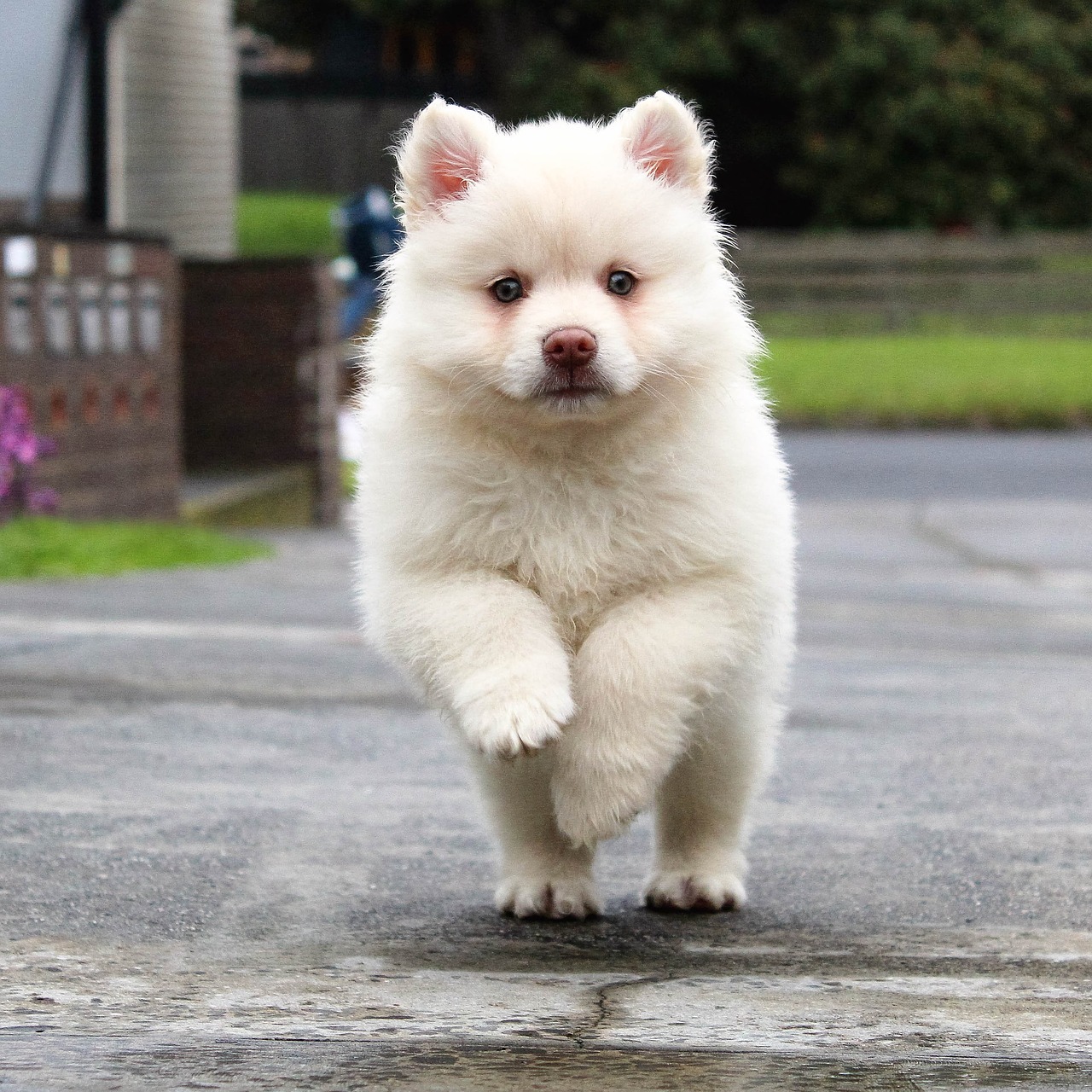 Image - puppy running dog animal pet cute