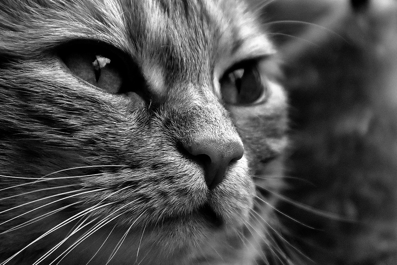 Image - cat black and white cute mackerel