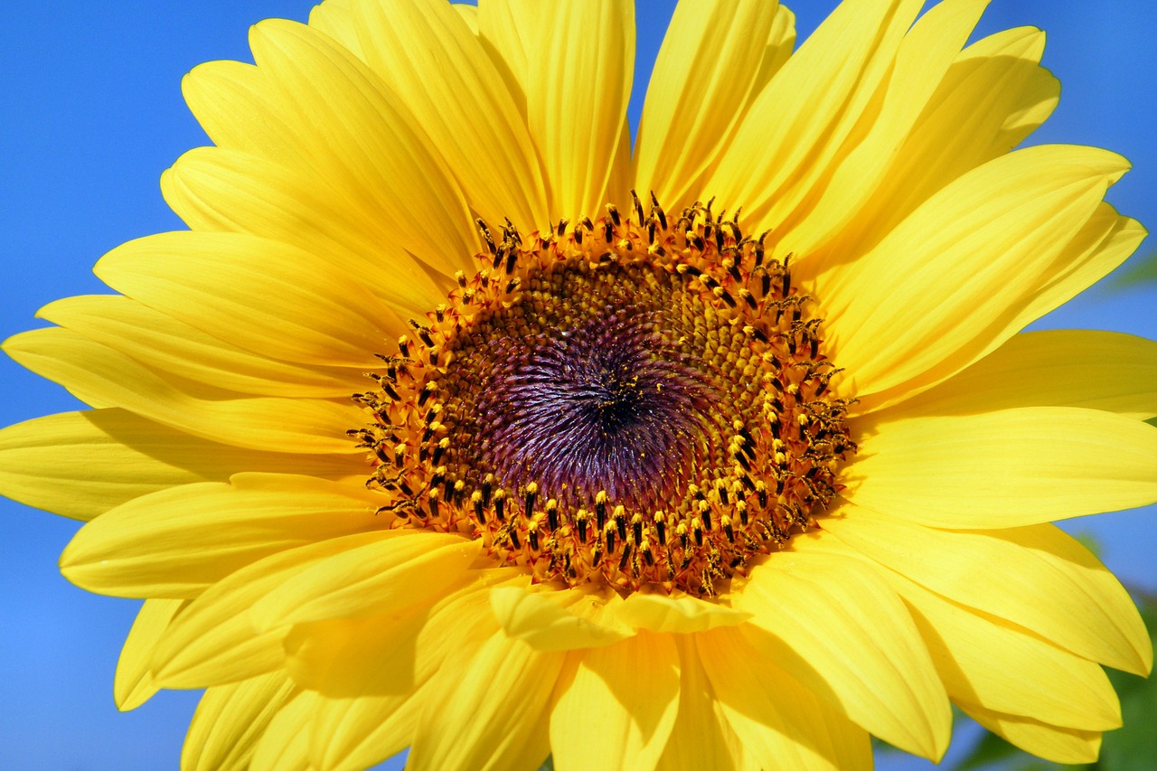 Image - sun flower sunflower flowers summer