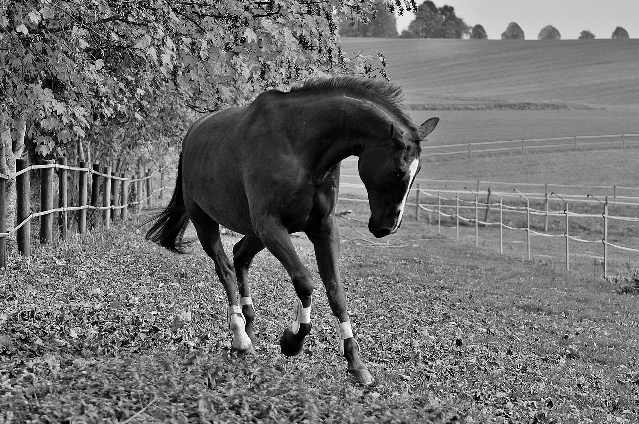 Image - horse animal ride reiterhof brown