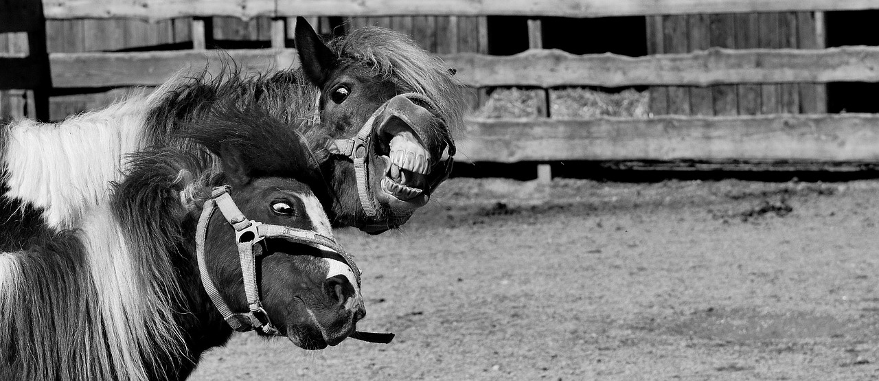 Image - horse animal ride reiterhof brown