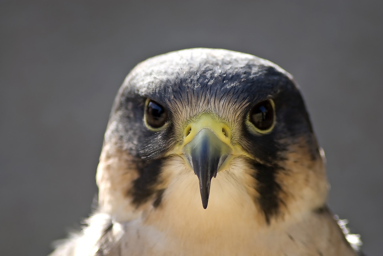 Image - peregrine bird beak head