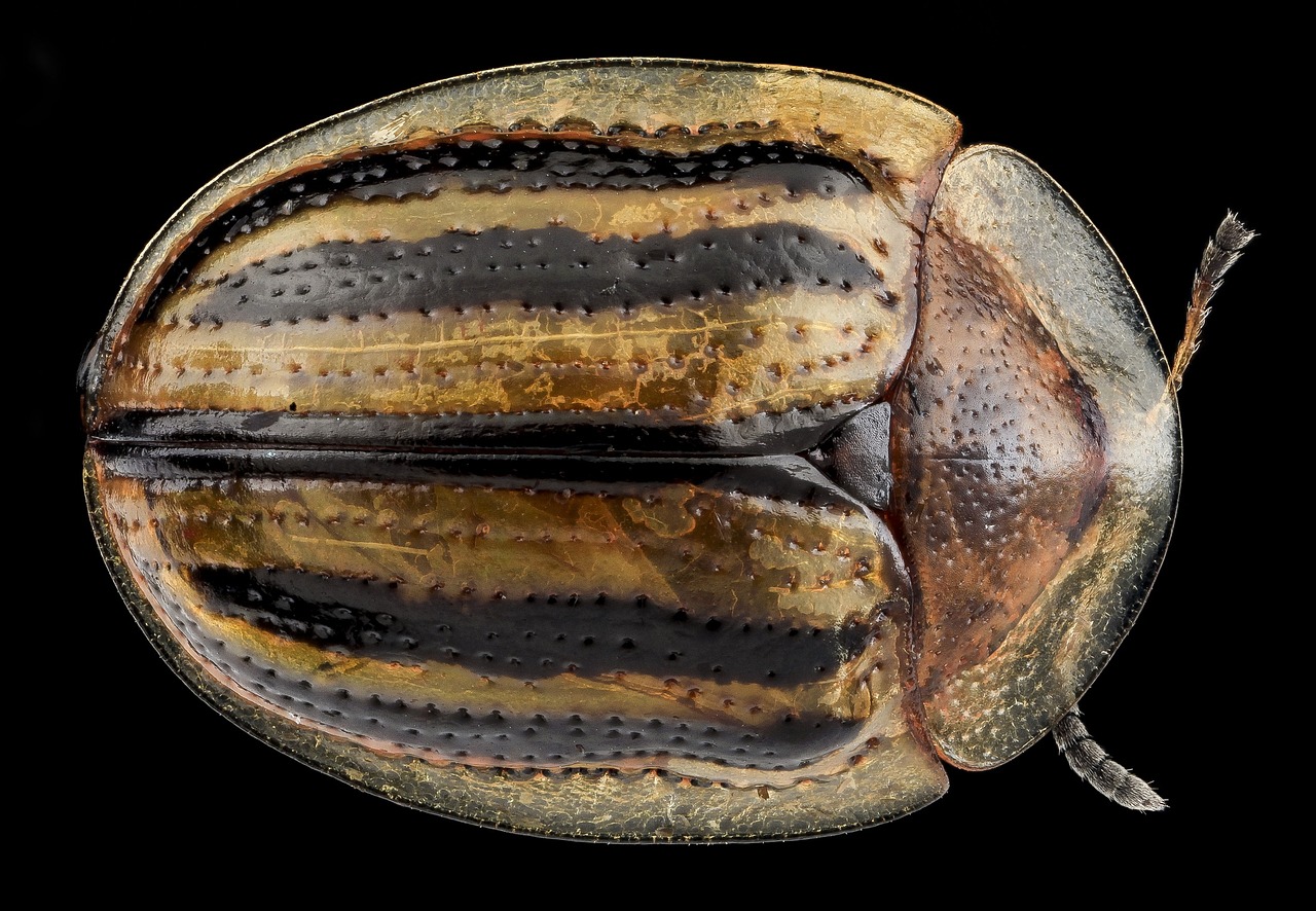 Image - tortoise beetle insect macro nature