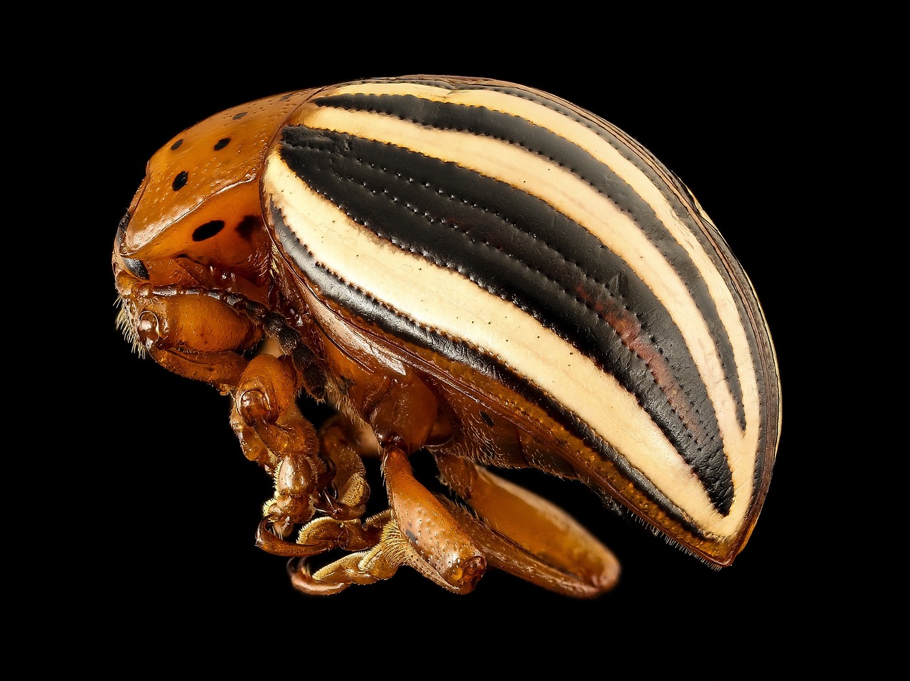 Image - false potato beetle insect macro