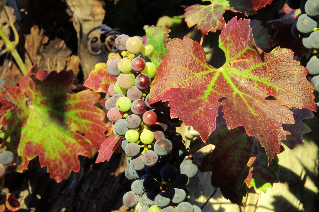 Image - grapes vineyard wine winery plant