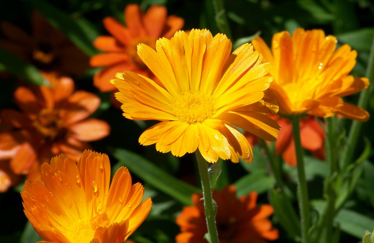 Image - daisy flowers summer orange nature