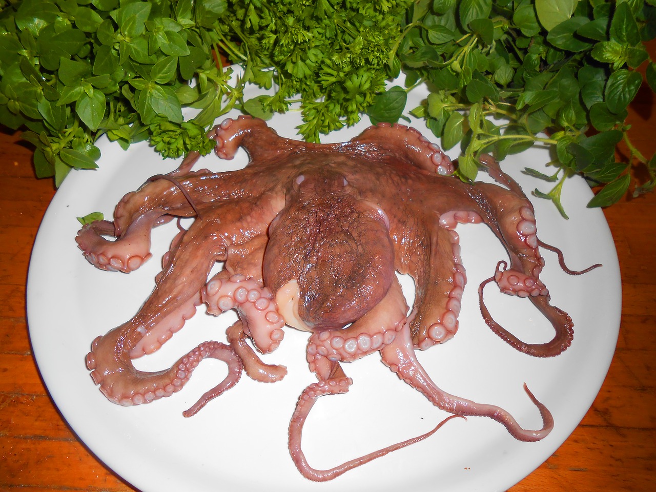 Image - octopus fish calamari sea animals