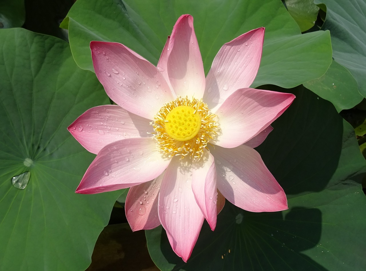 Image - lotus flower pink nelumbo nucifera