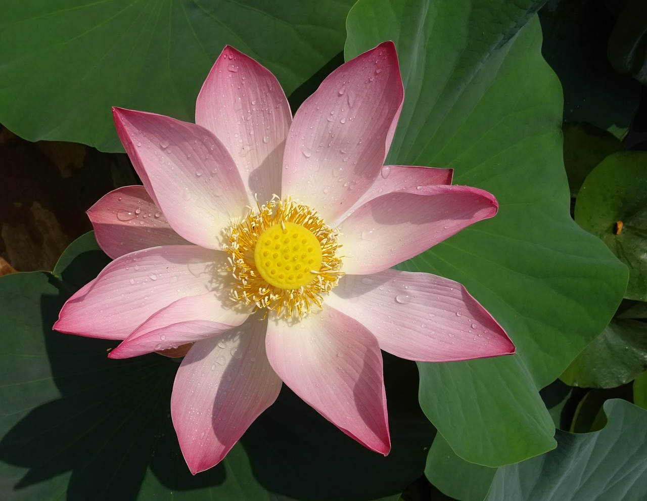 Image - lotus flower pink nelumbo nucifera